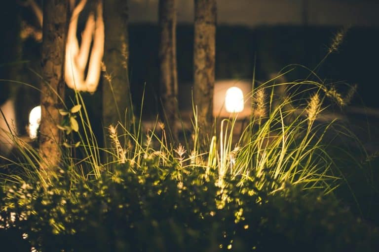 Best Exterior Landscape Lighting Electrician in Boca Raton Close Up of Tall Grass in a Planter with Landscape Lighting in the Background